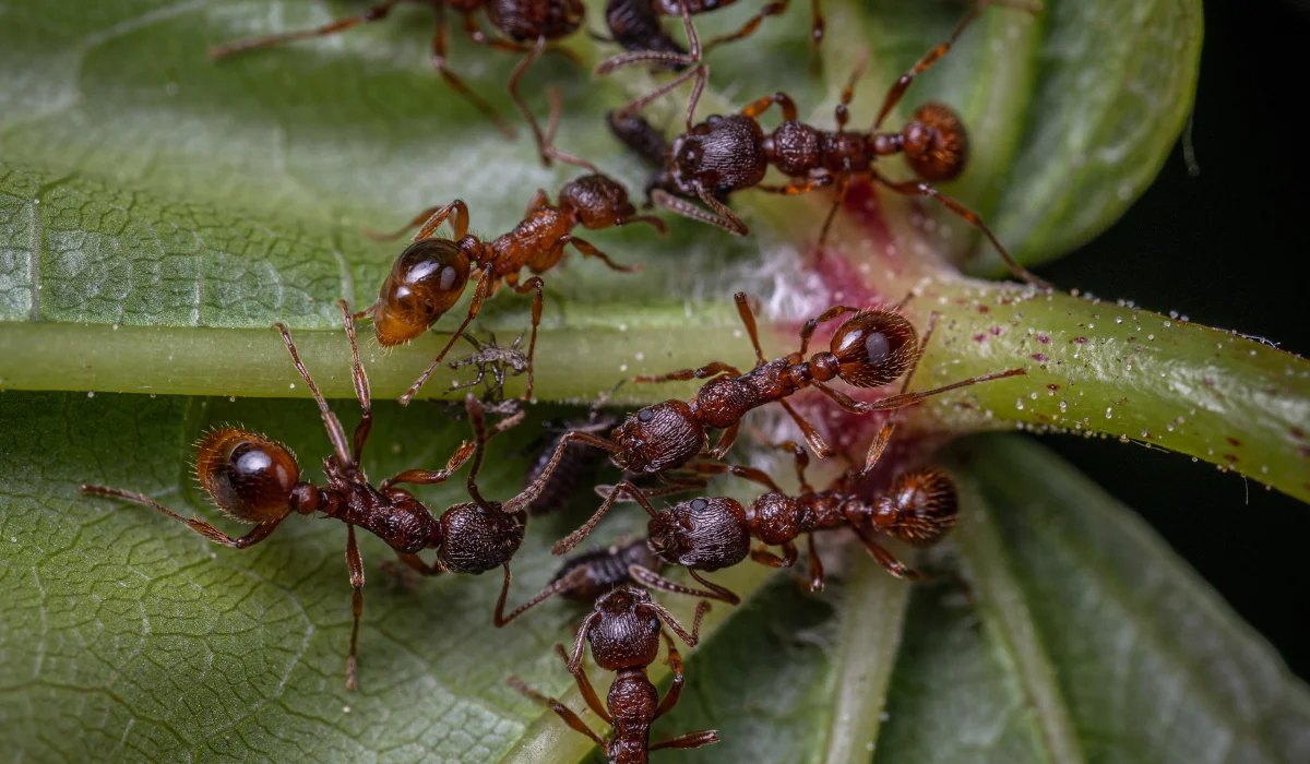 moisture ant