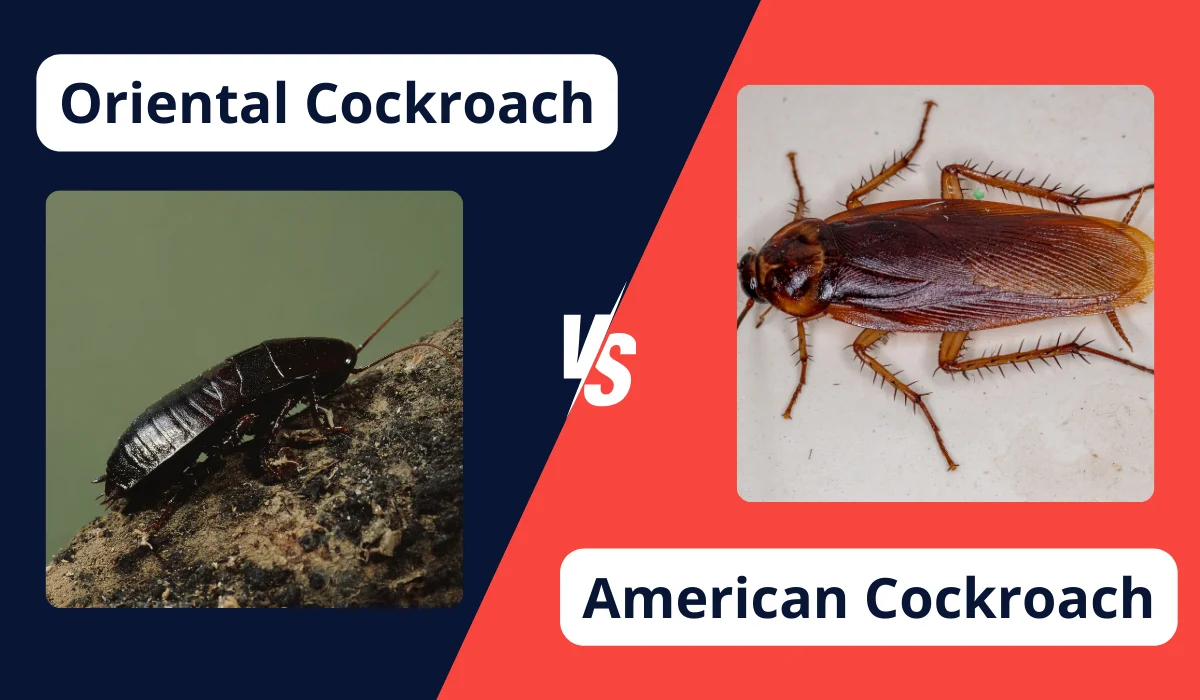 oriental vs american roach