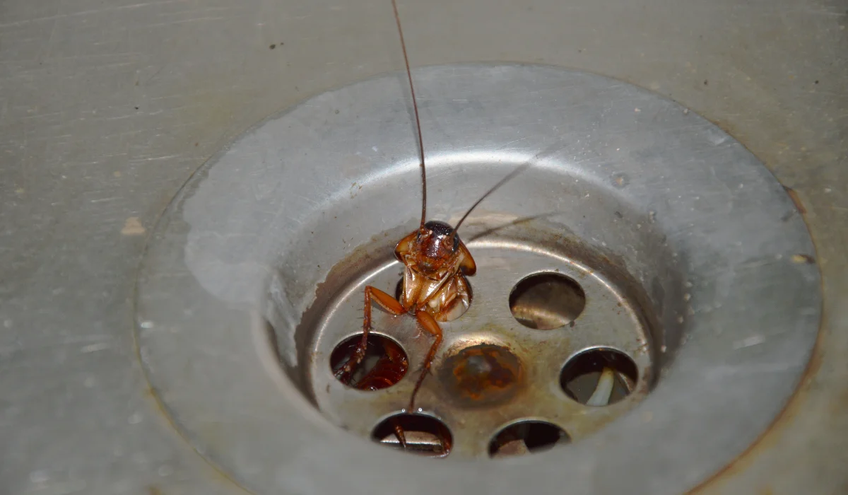 roach in sink