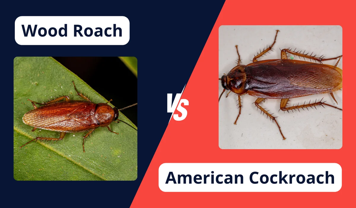 wood vs american roach
