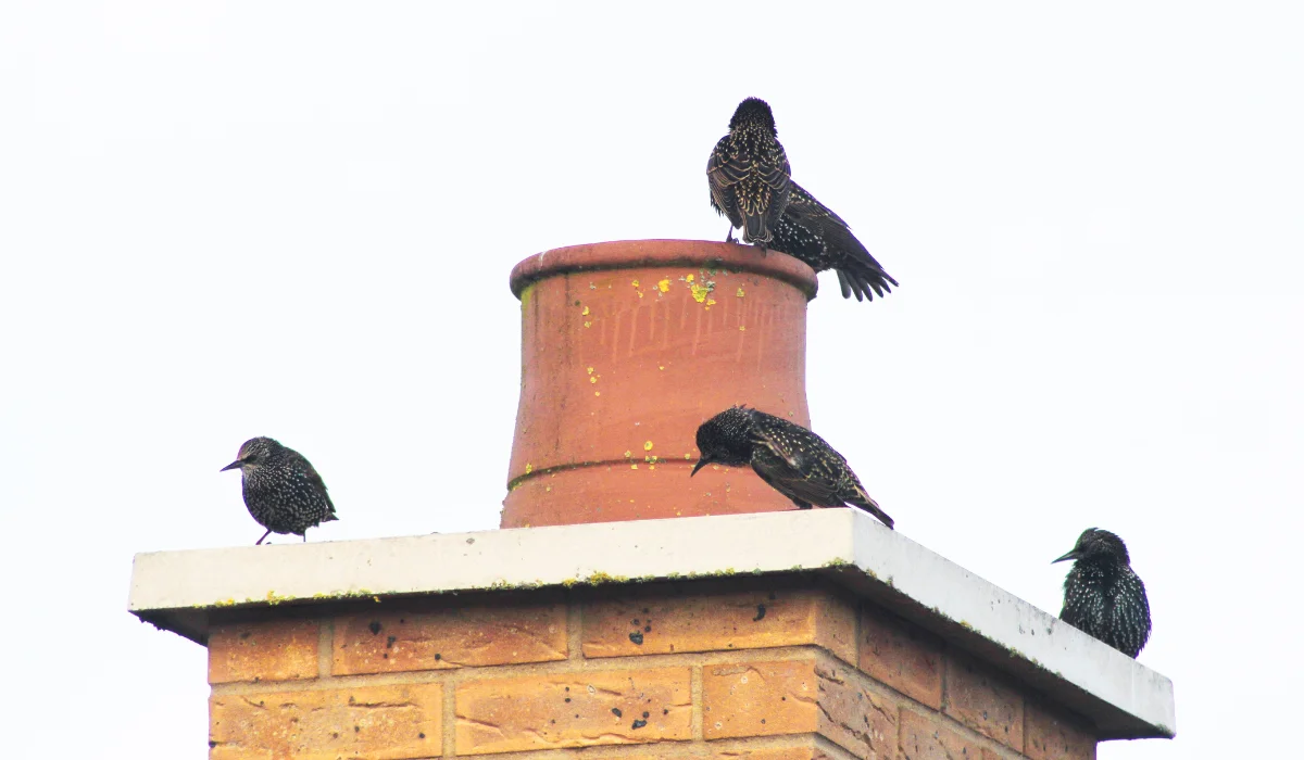 Chimney Birds