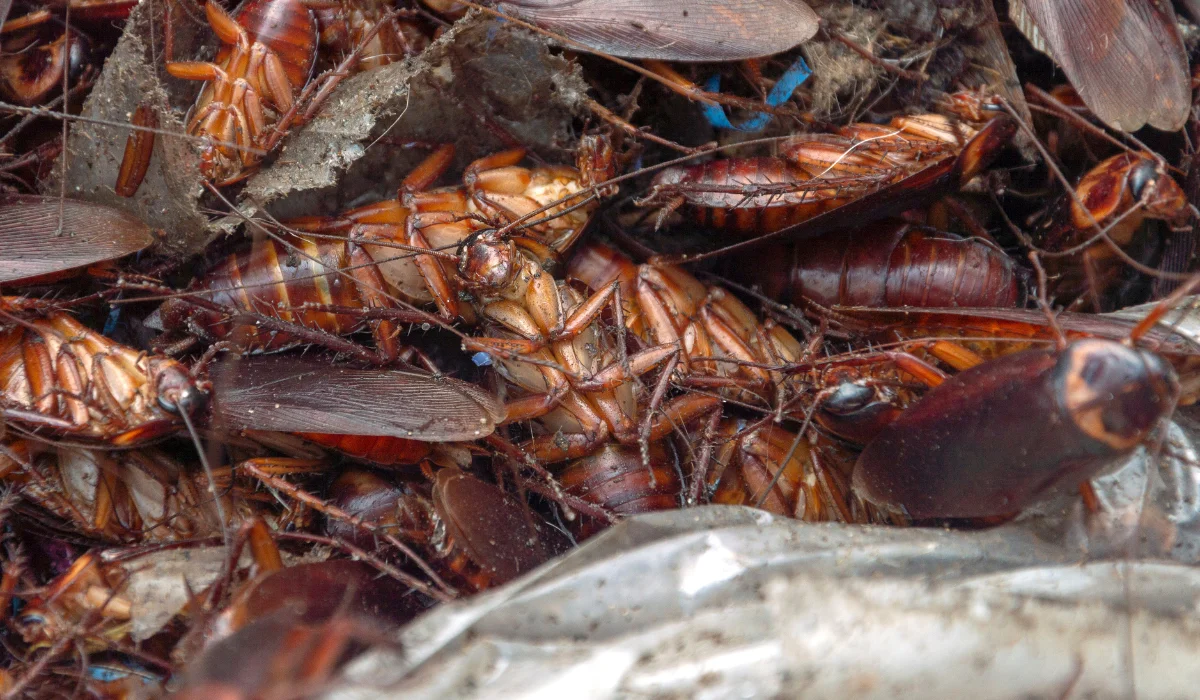 Cockroach Nest