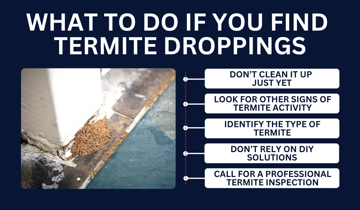 What To Do If You Find Termite Droppings