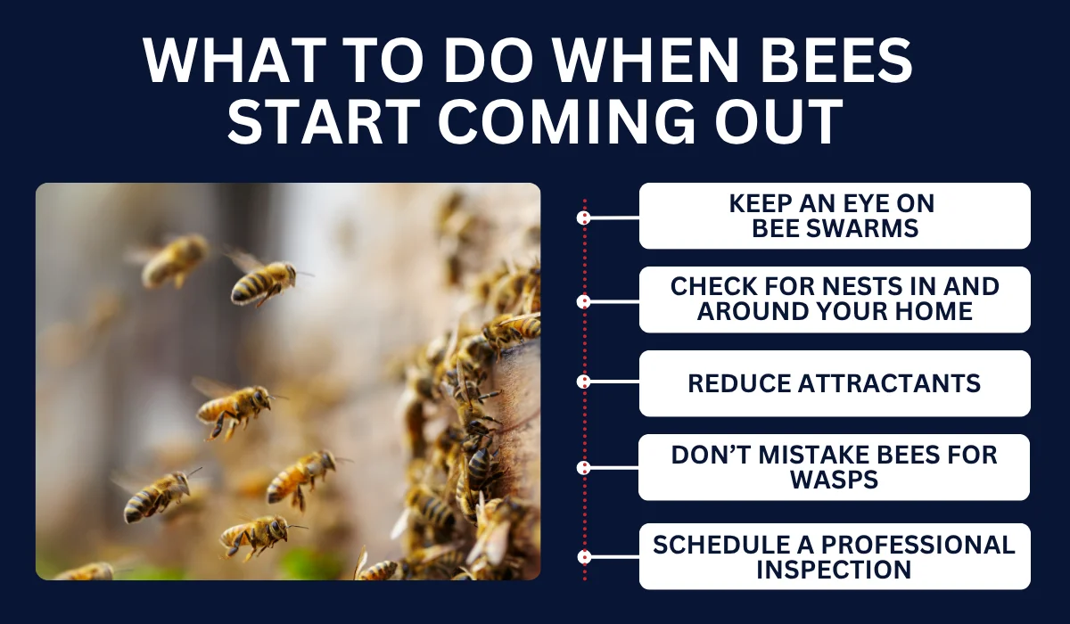 What To Do When Bees Start Coming Out