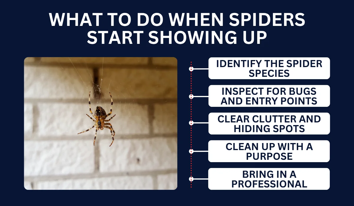 What To Do When Spiders Start Showing Up