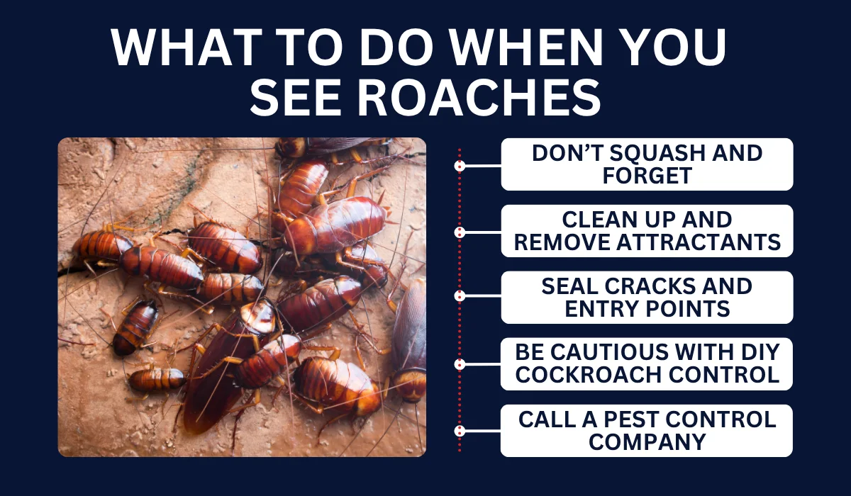 What To Do When You See Roaches
