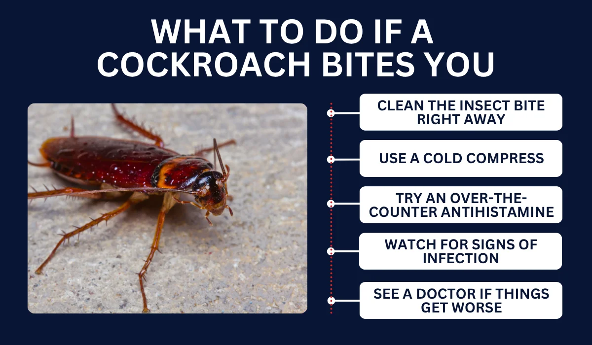 What to Do if a Cockroach Bites You
