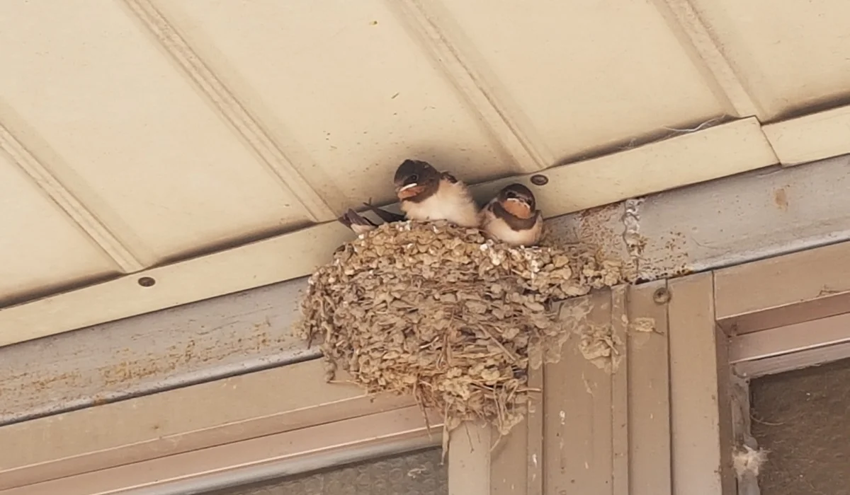 bird nest
