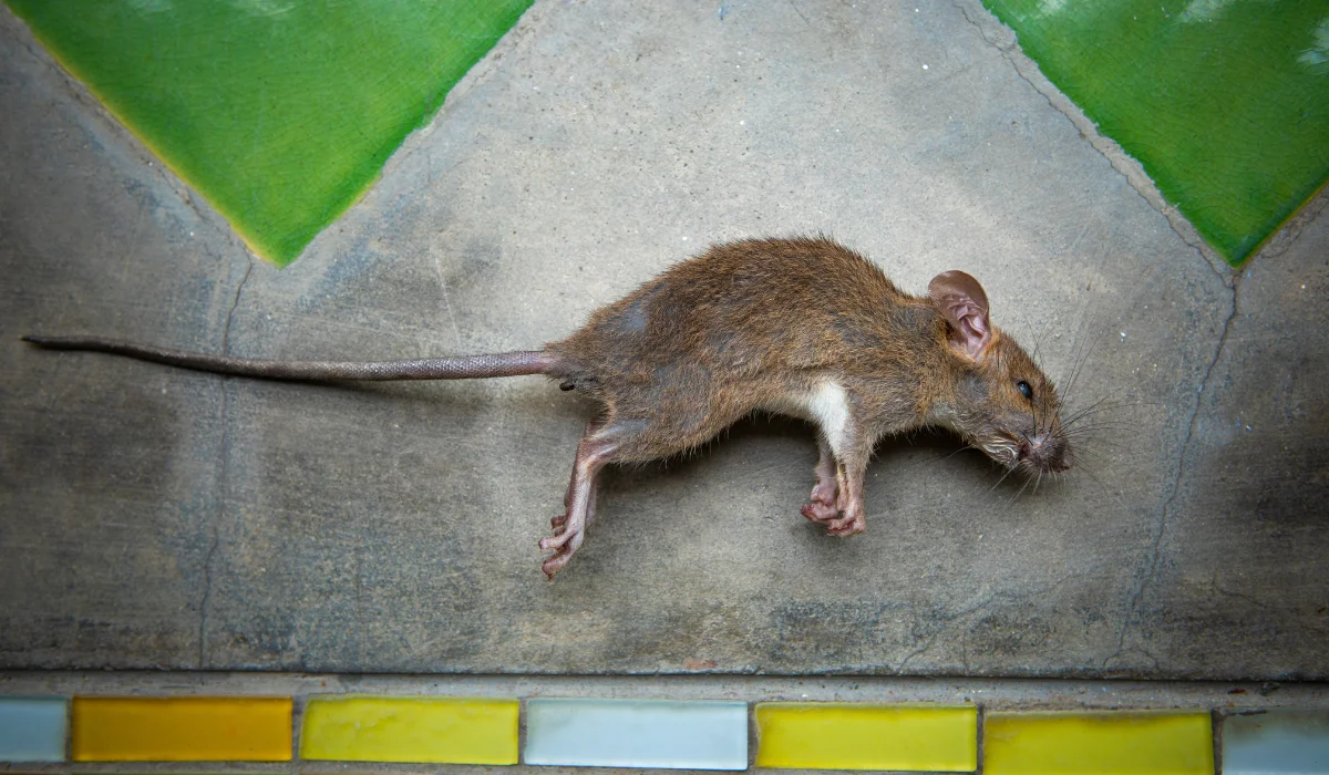 dead rat