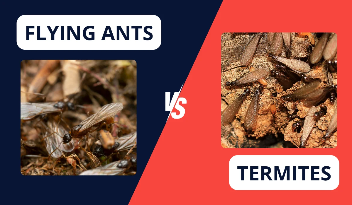 flying ants vs termites