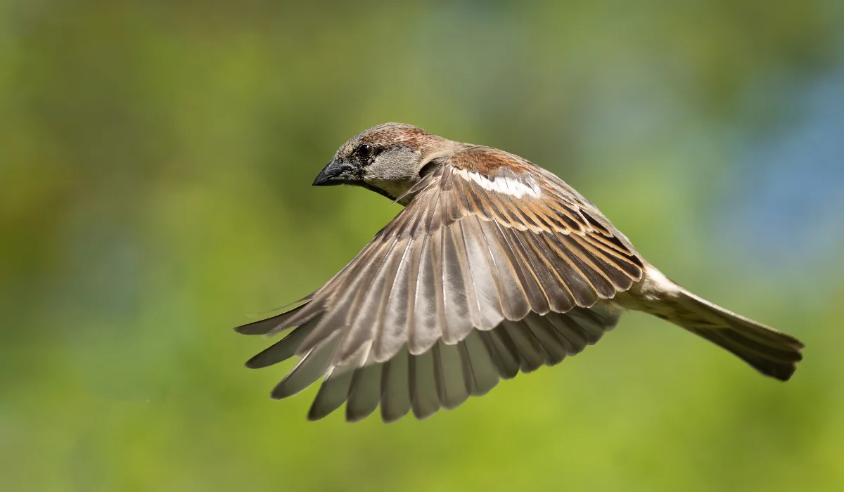 house sparrow