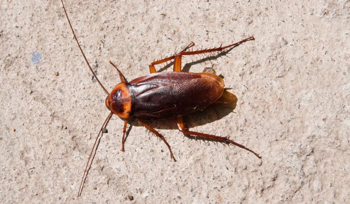 cockroach