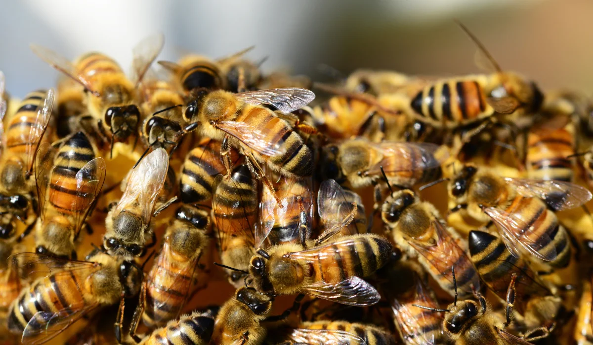 swarm of bees
