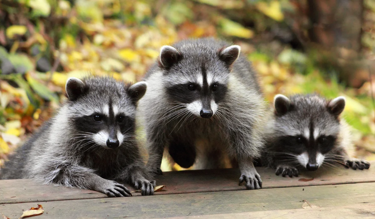 young RACCOONS
