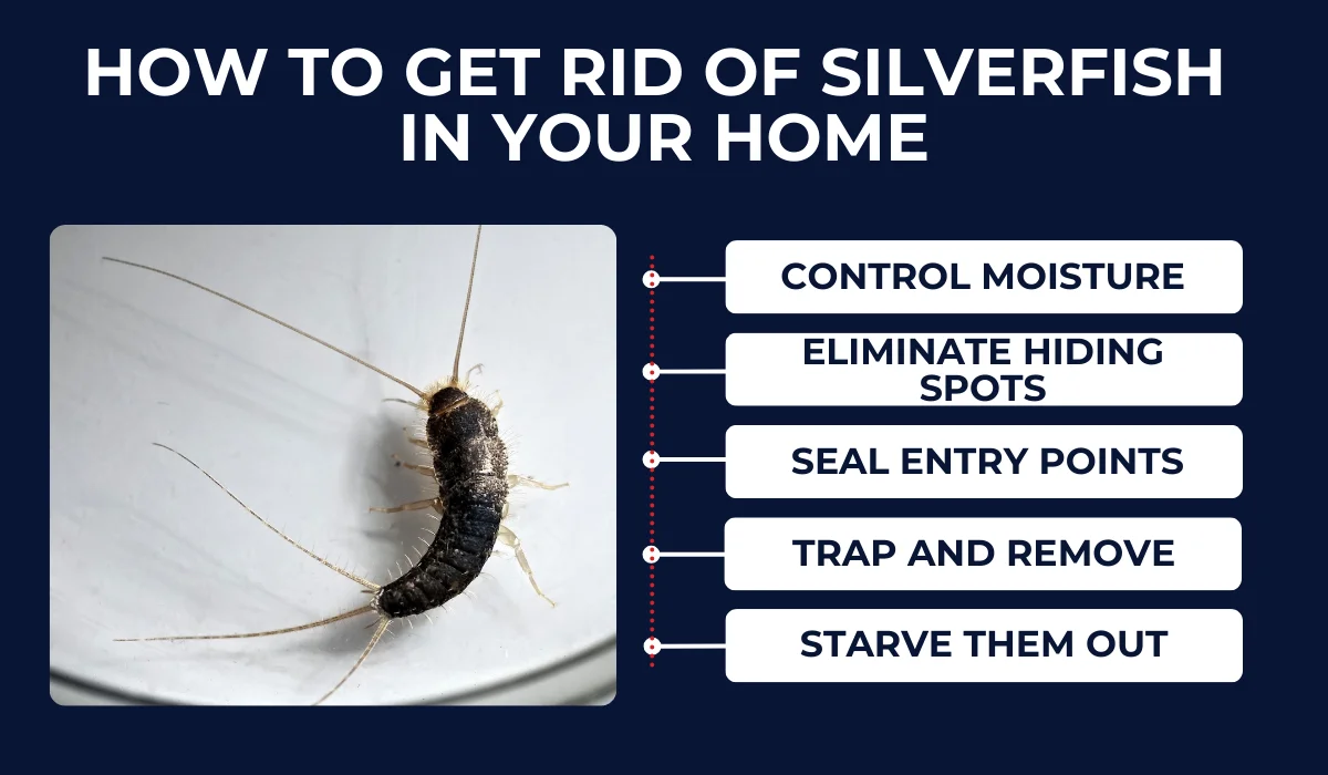 How To Get Rid Of Silverfish In Your Home