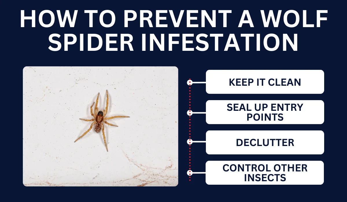 How To Prevent A Wolf Spider Infestation