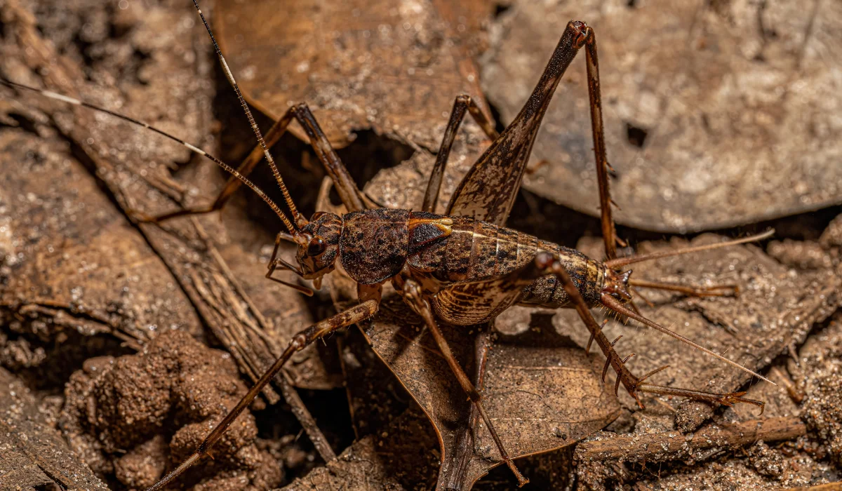 SPIDER CRICKET