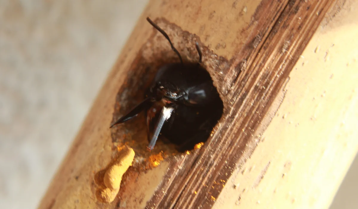 carpenter bee nest