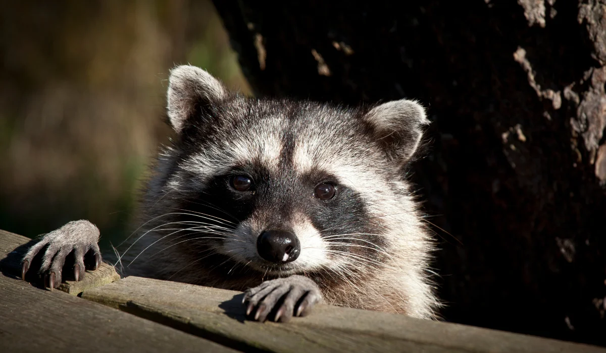 raccoon attic