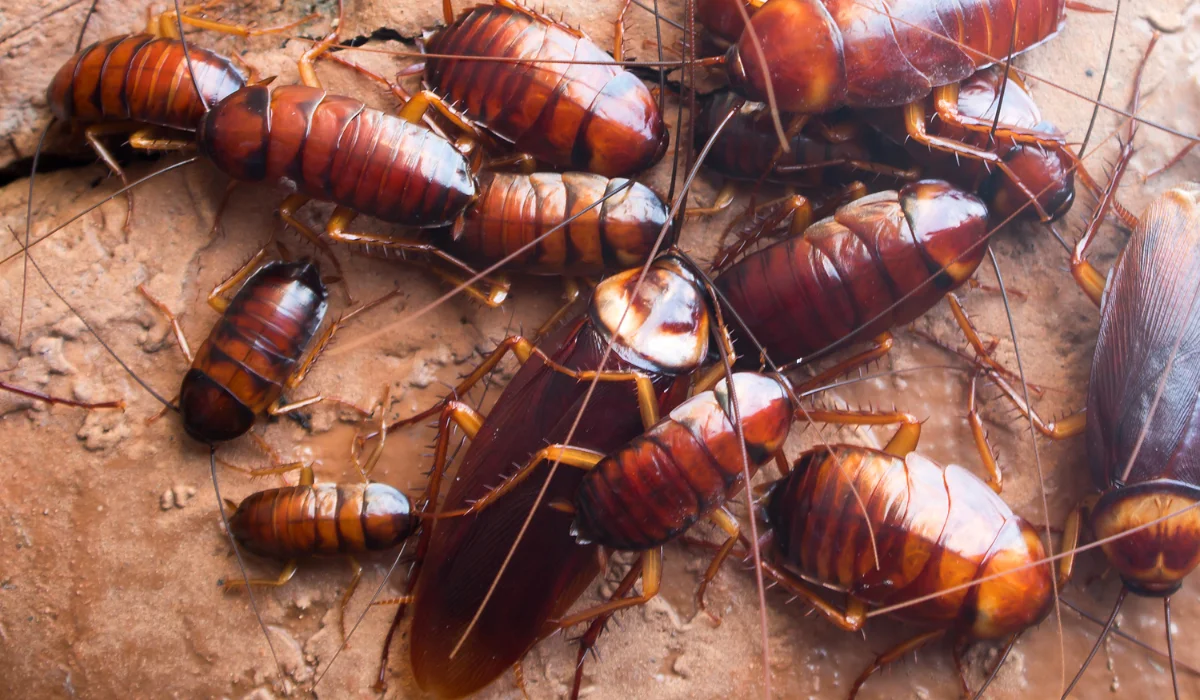 cockroach activity