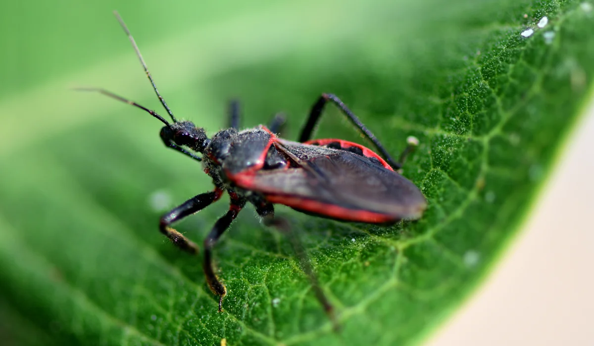 Kissing Bugs