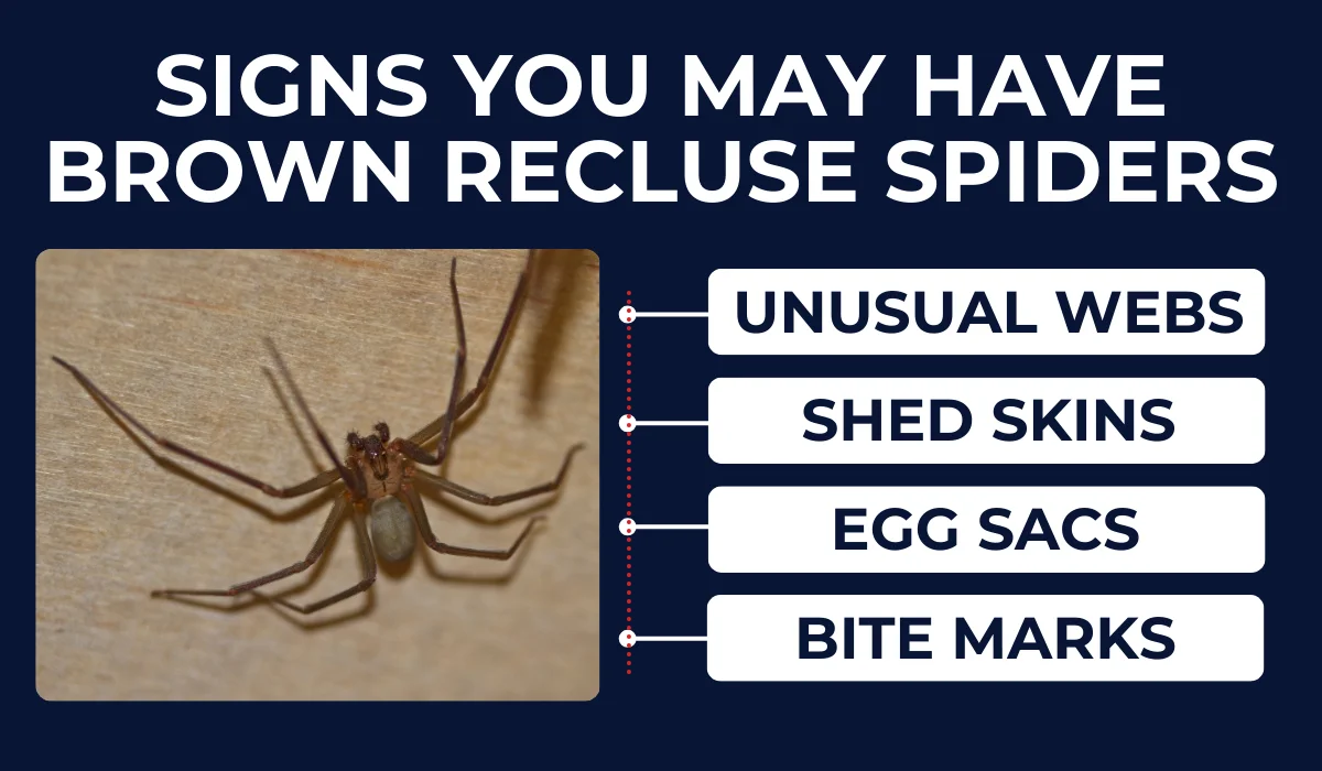 Signs You May Have Brown Recluse Spiders