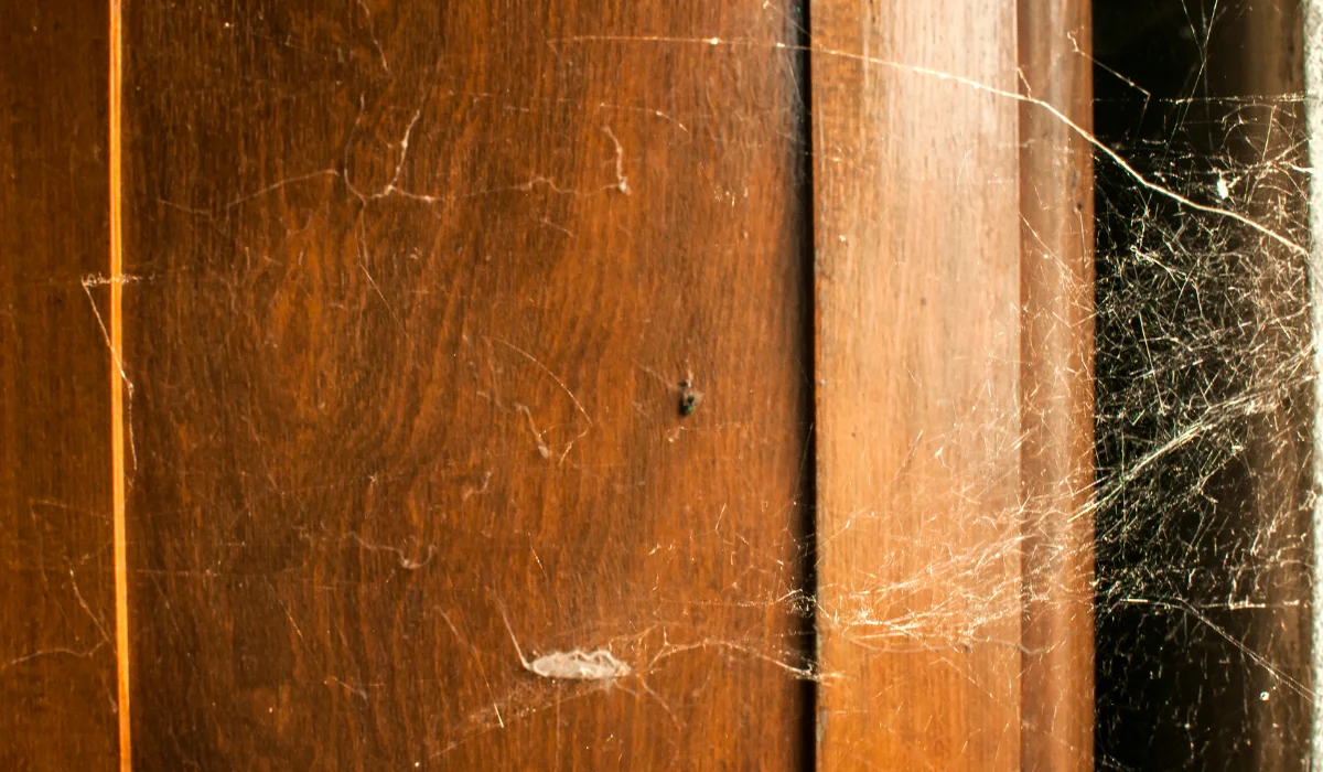 spider web in house