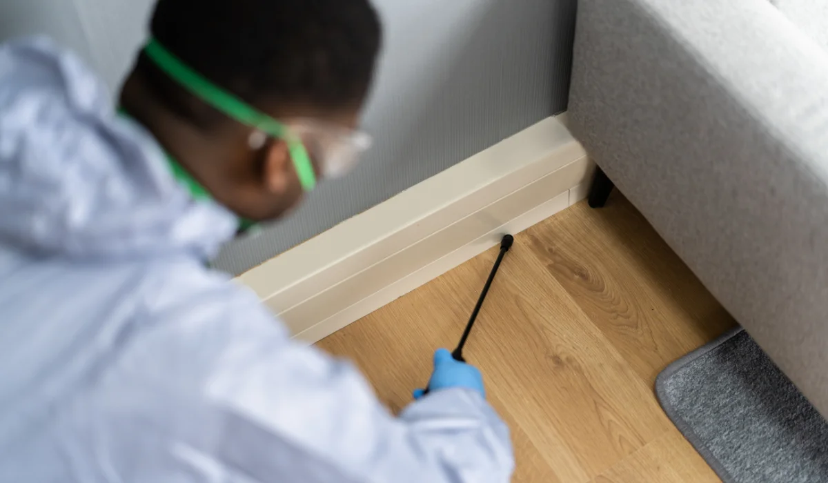 termite control