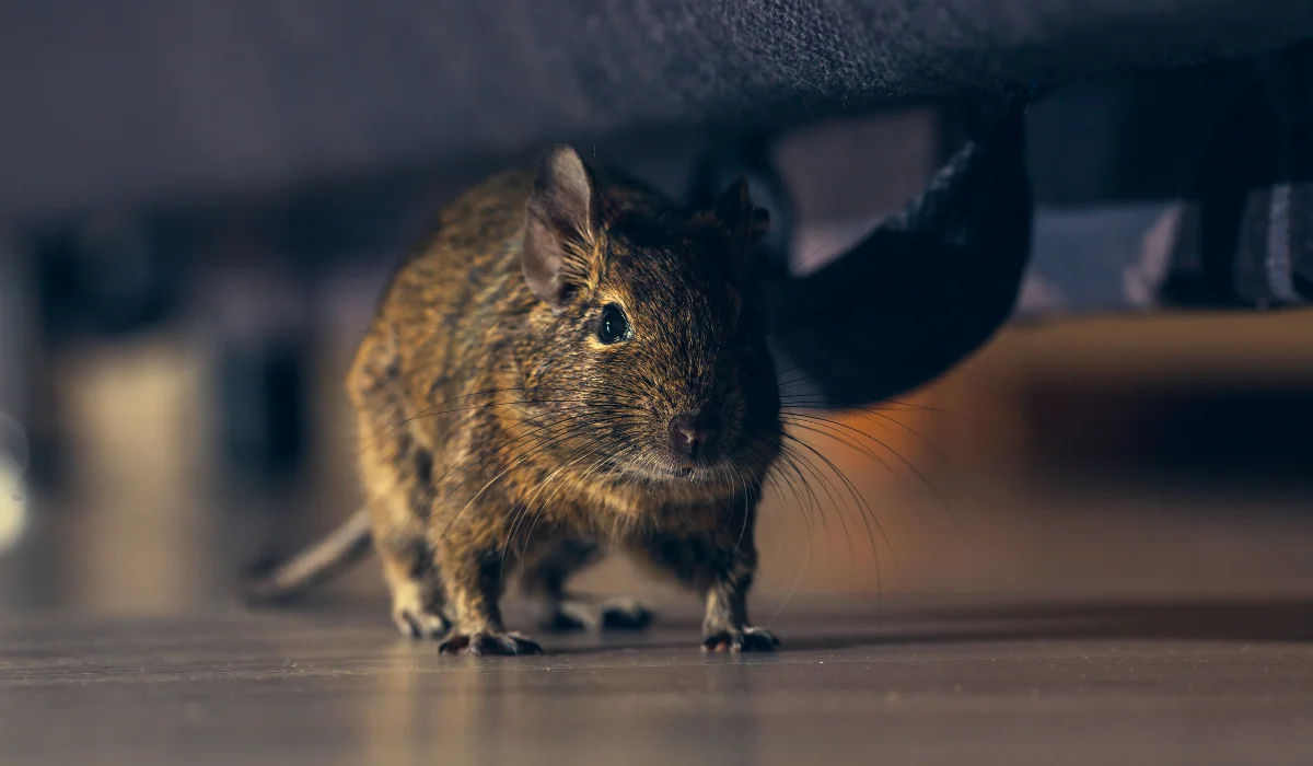 rodent crawling at night