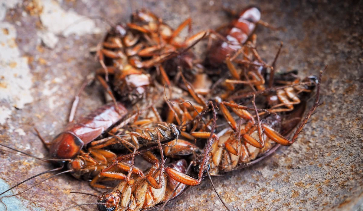 dead cockroaches
