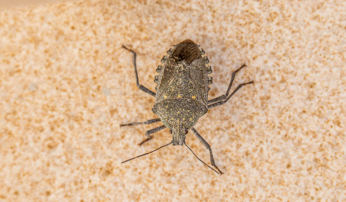 stink bug
