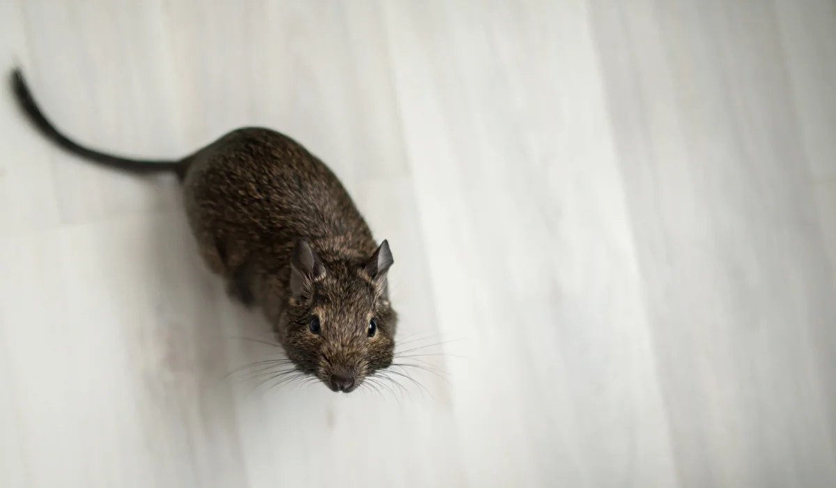 rodent at home