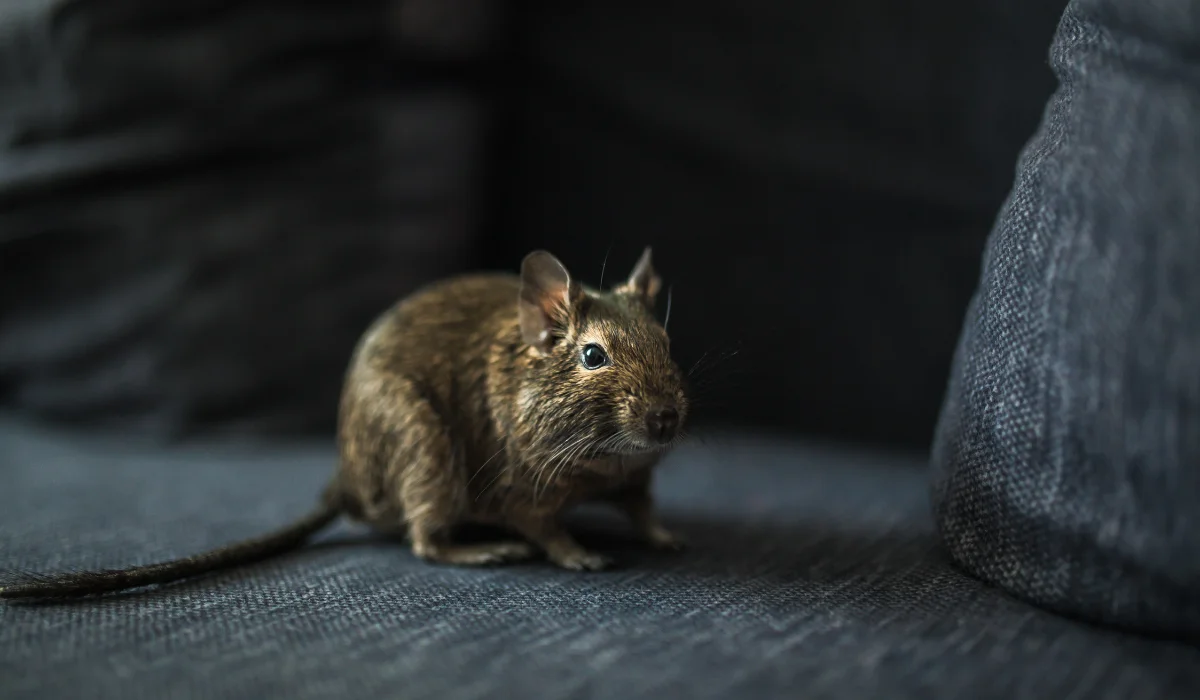 rodent in sofa