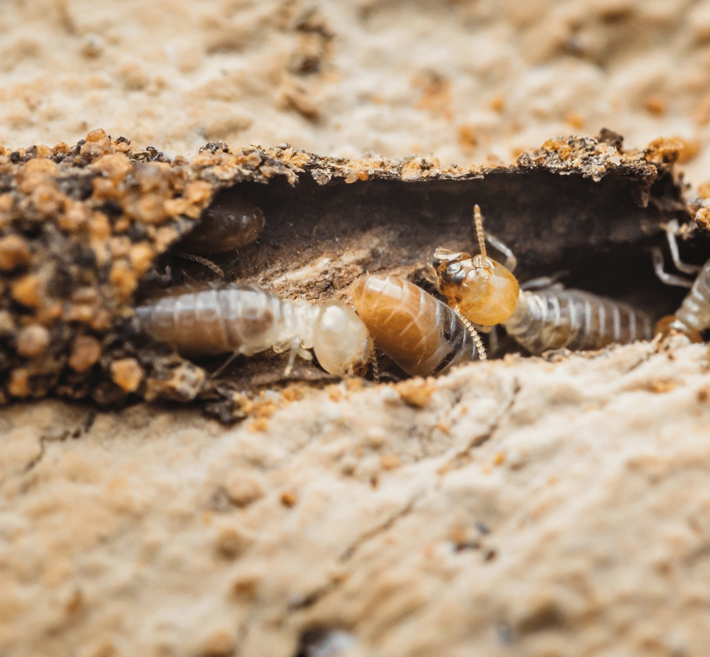 Drywood termite Louisiana