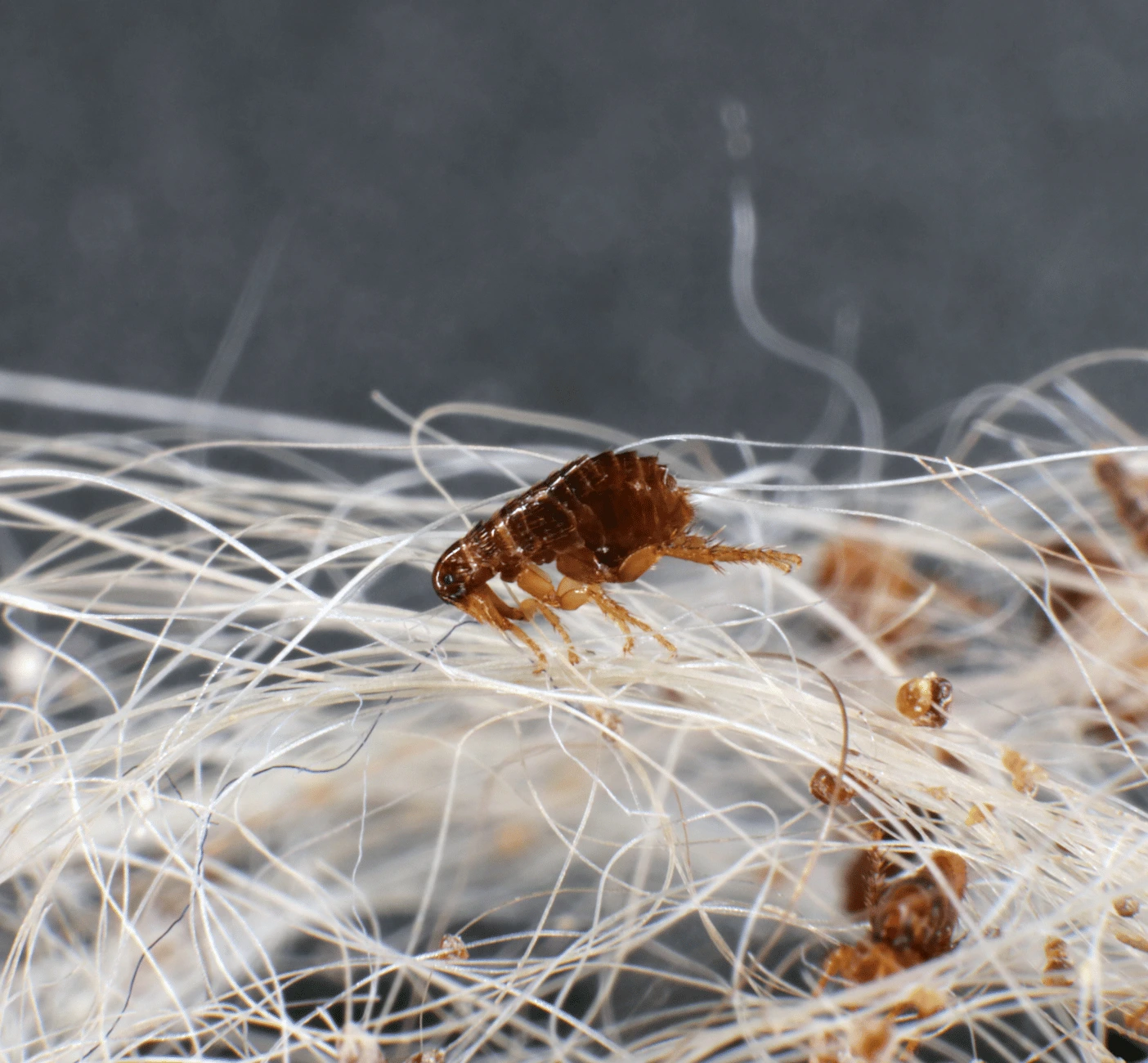 Flea control Louisiana homes