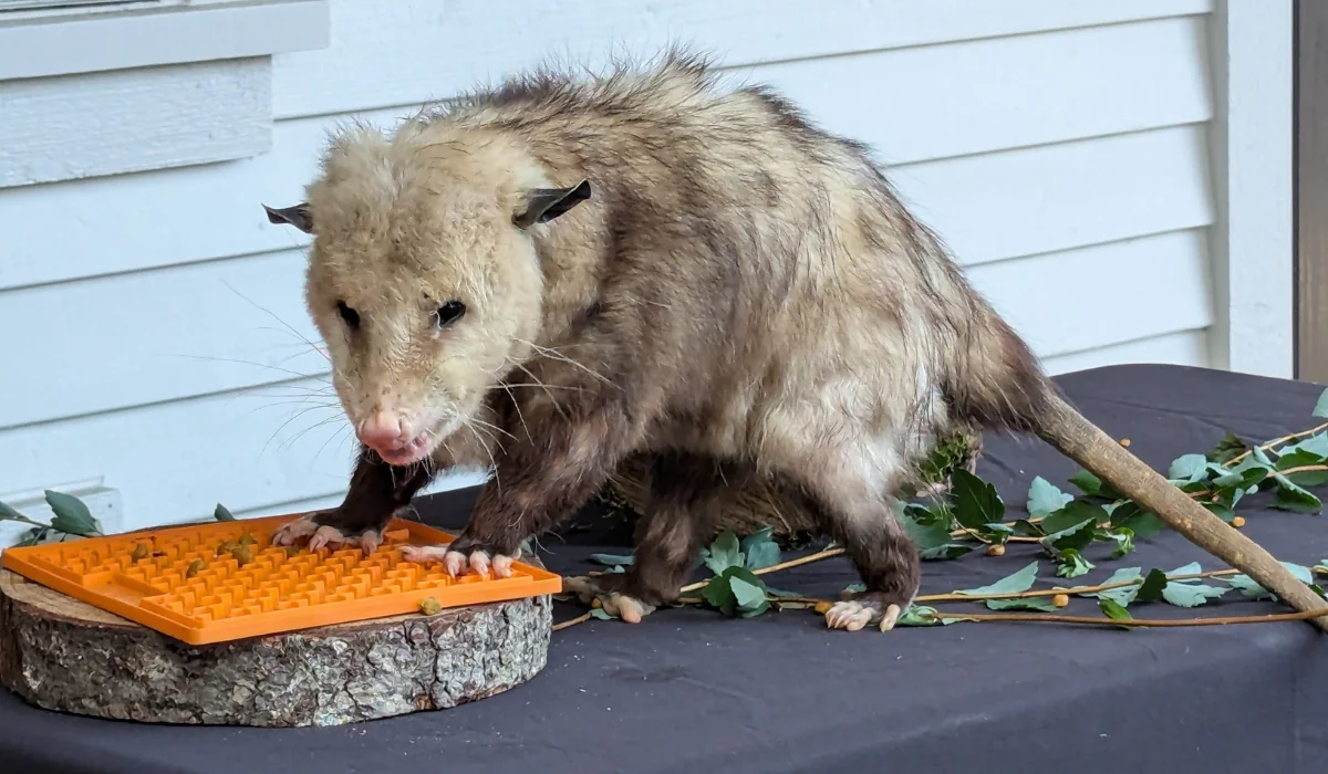 Fluffy opossum eating