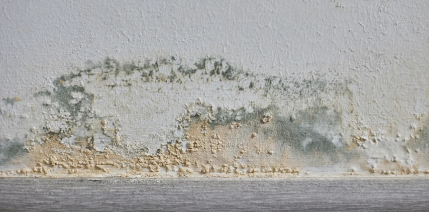 Mold Testing for Property Sales