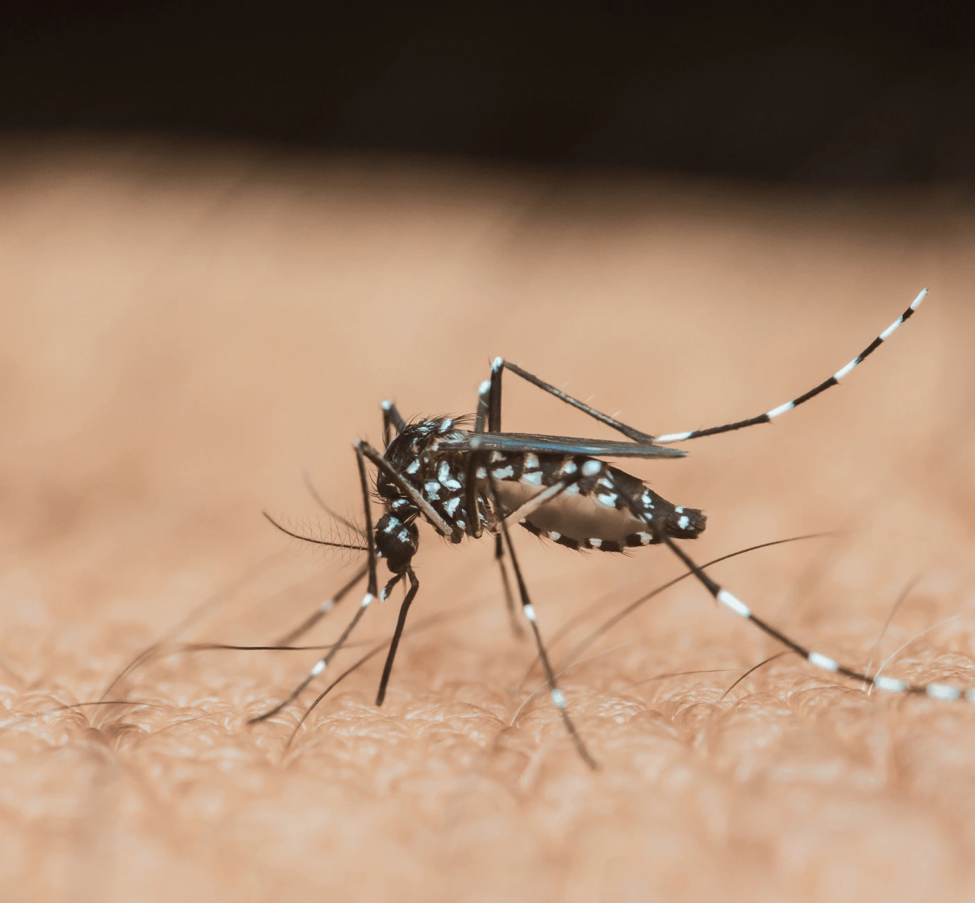 Mosquito control in Louisiana