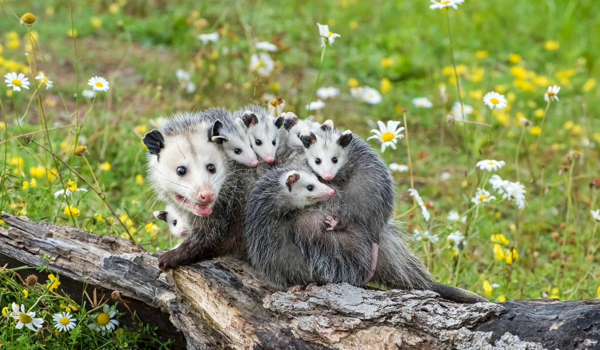 Opossum