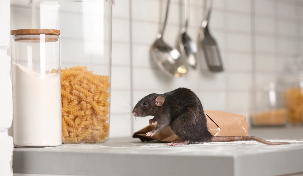 Rodent Infestations in Slidell