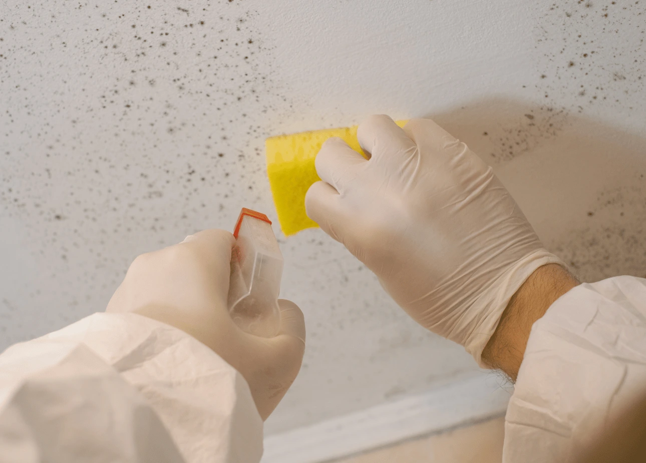 Mold Sampling