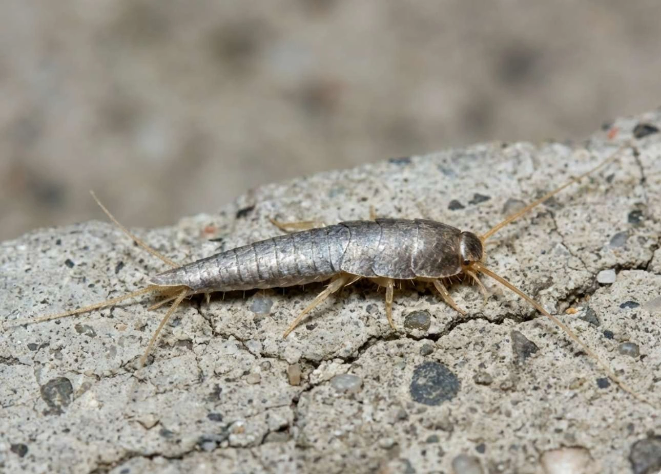 Silverfish Louisiana Pest Control