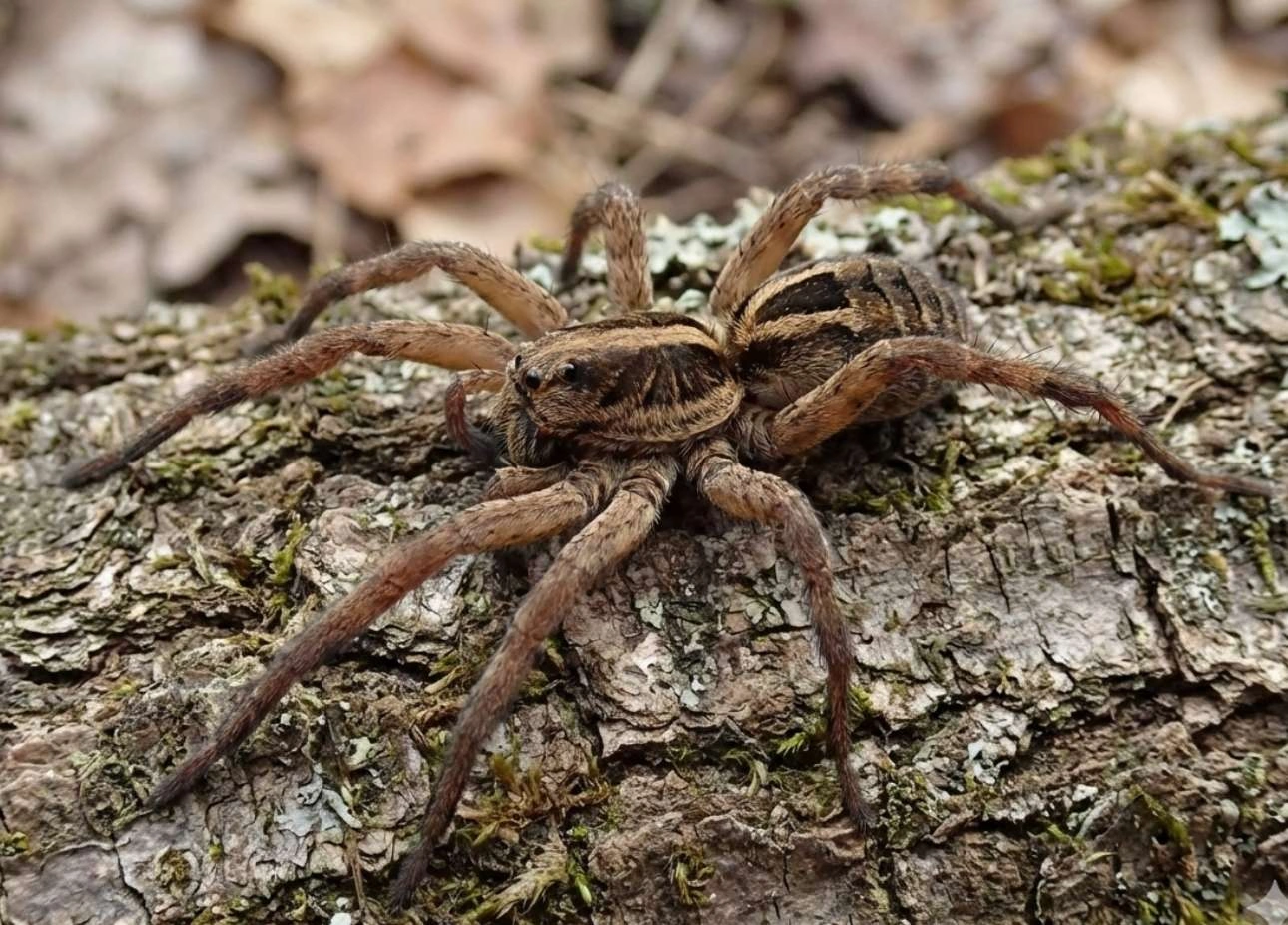spider control louisiana