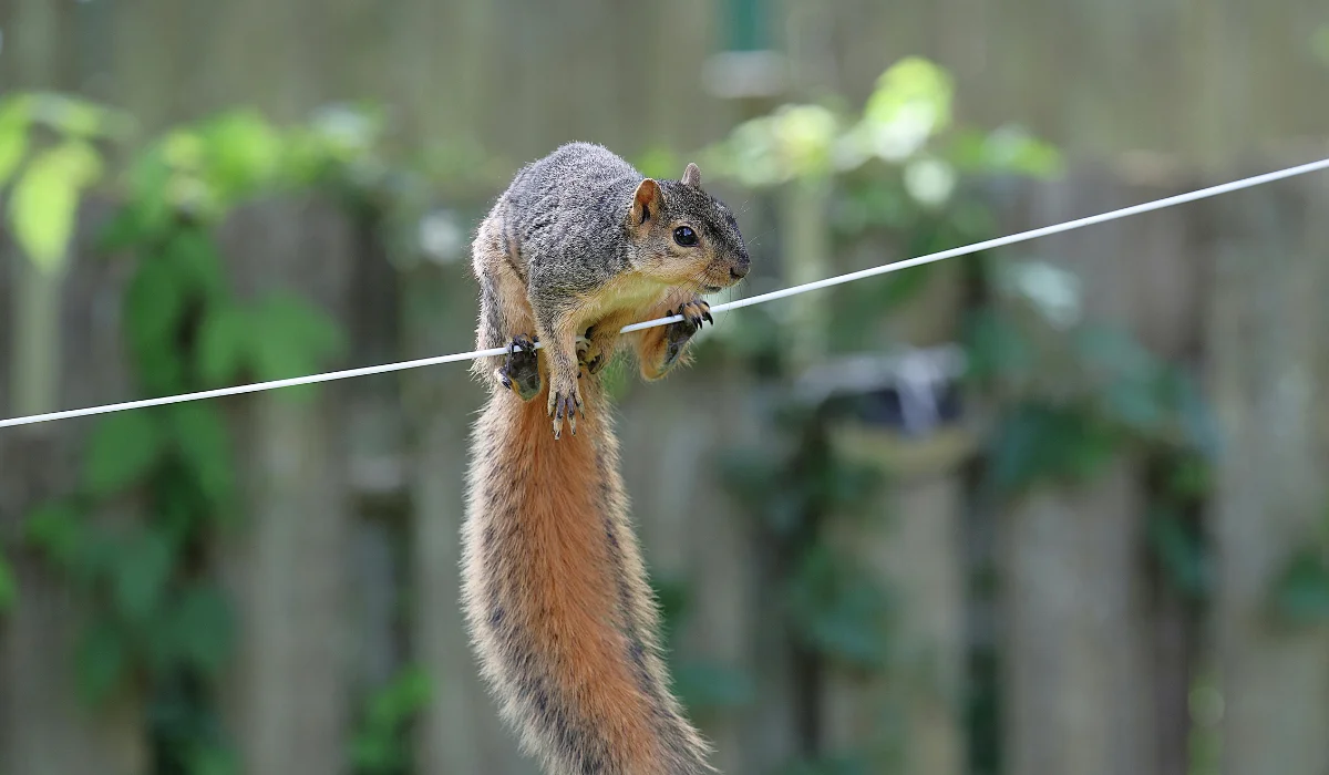 Squirrel Balancing on Backyard Wire