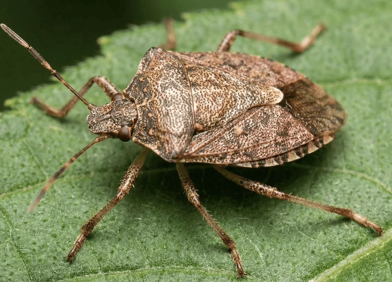 Stink Bug Control – Louisiana