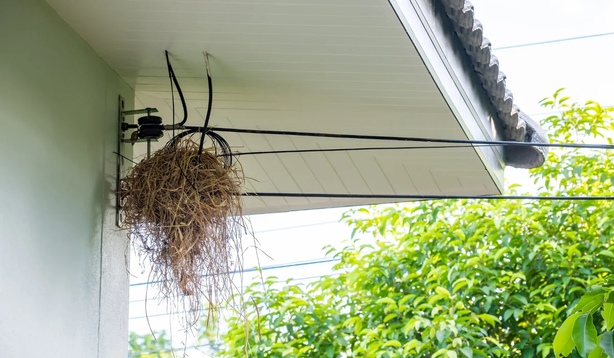 bird infestation at home