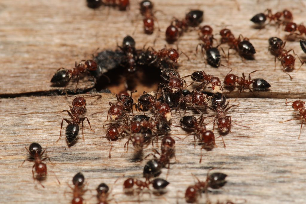 Cluster of red and black ants swarming around a nest entrance in weathered wood