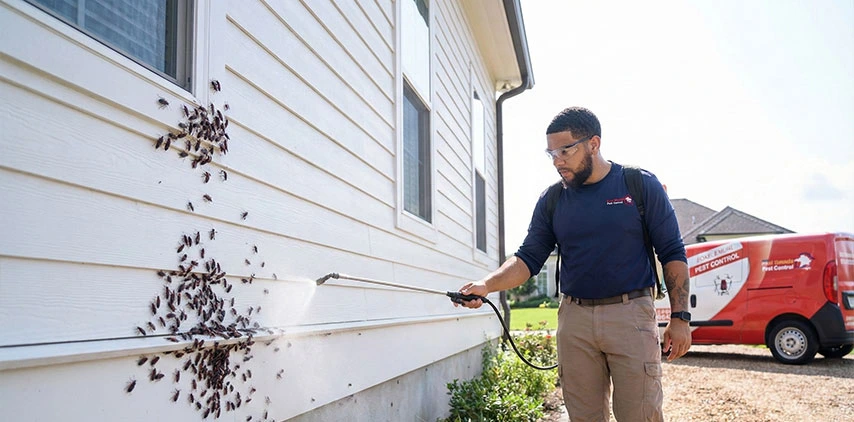 boxelder bug louisiana-pest control