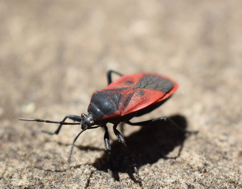 boxelder-bug-on-concrete