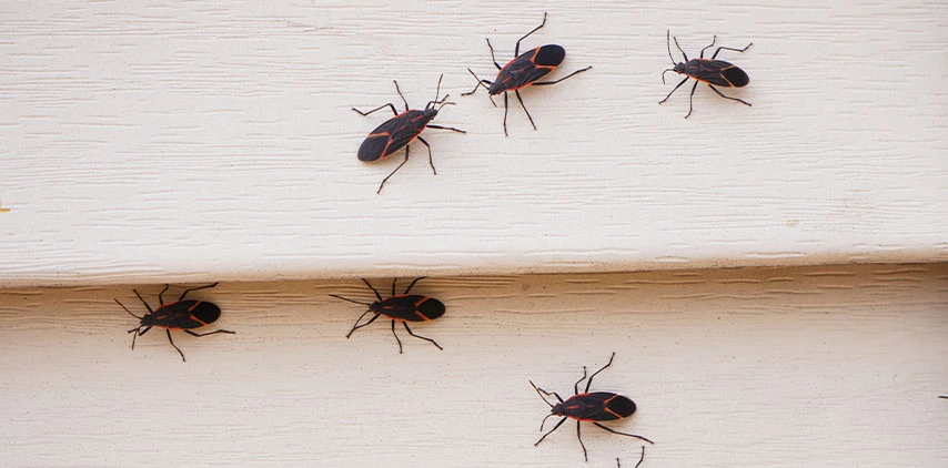 boxelder-bugs-on-side-of-home